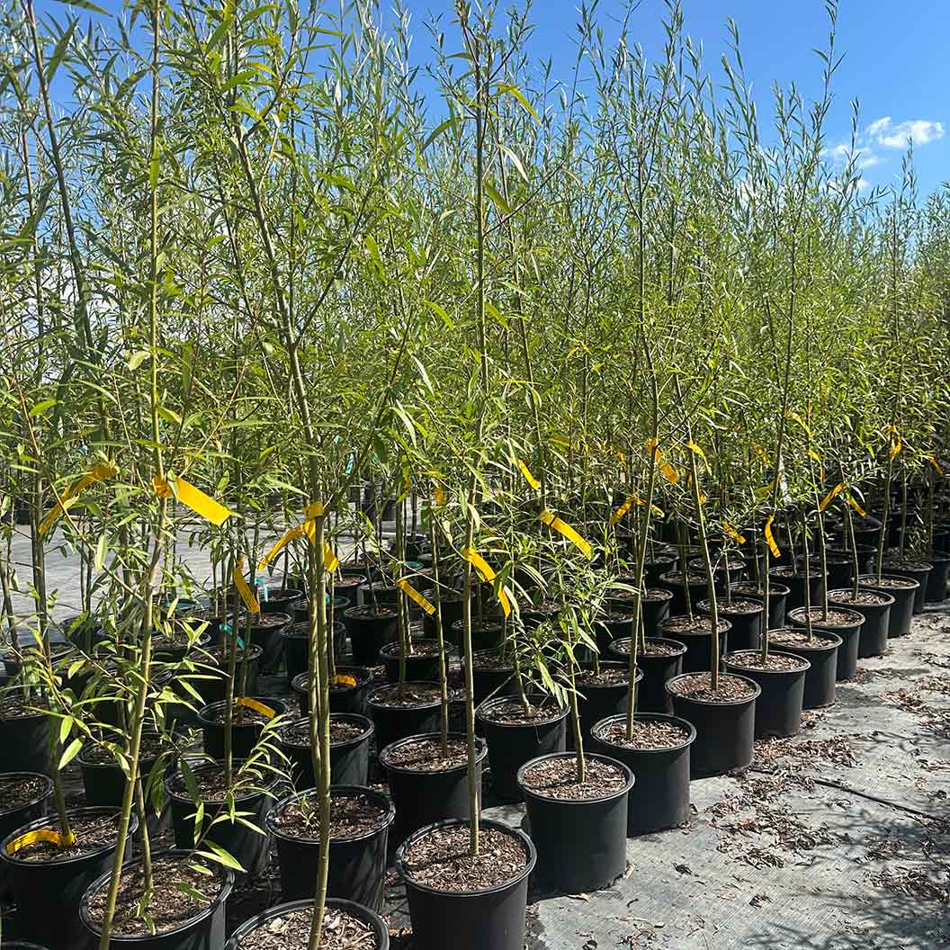 Willow Hybrid Tree 4 Willow Hybrid Tree
