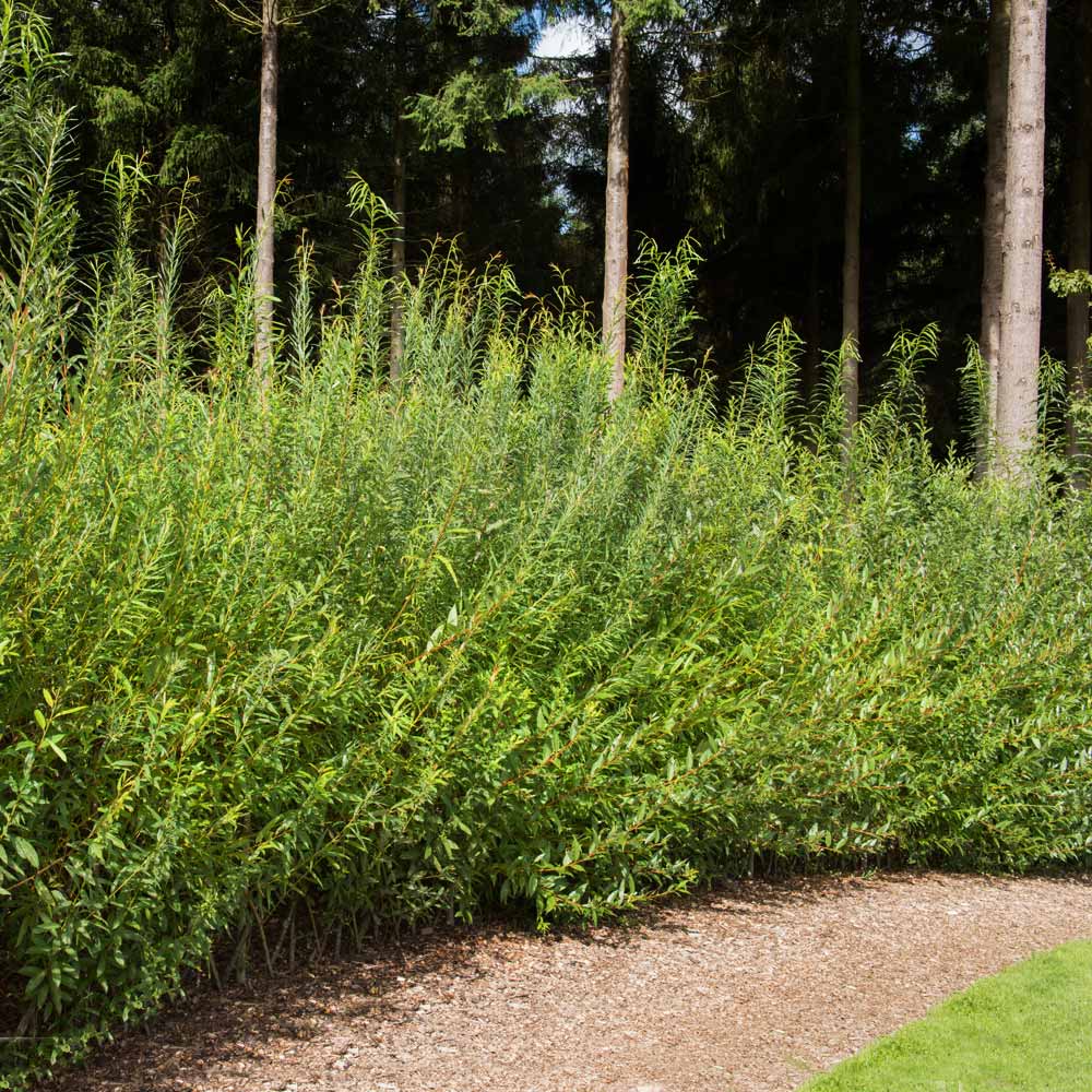 Willow Hybrid Tree 5 Willow Hybrid Tree