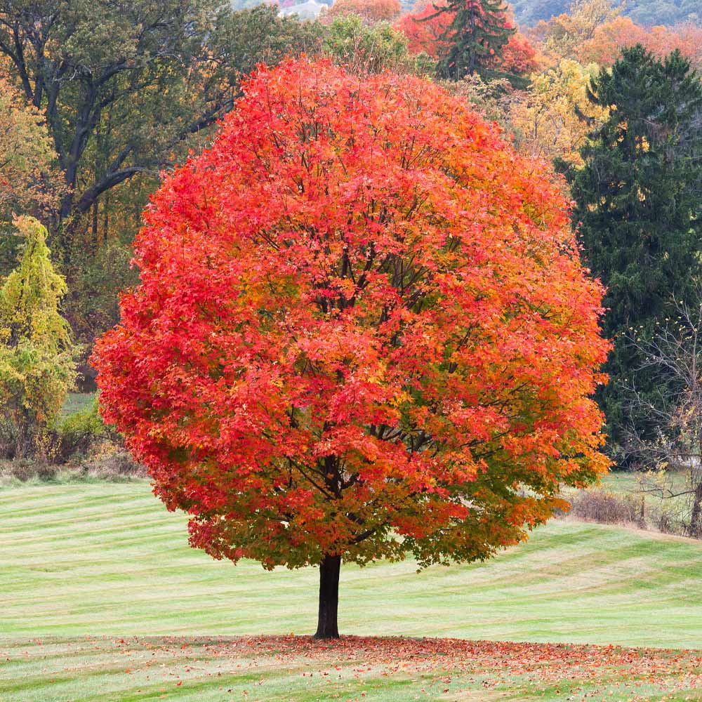 Sugar Maple Tree 2 Sugar Maple Tree