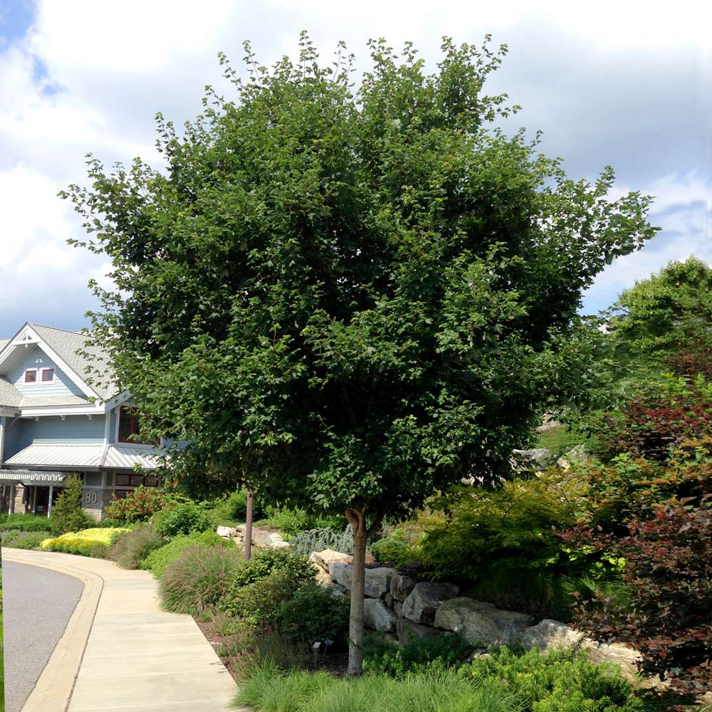 Sugar Maple Tree 3 Sugar Maple Tree