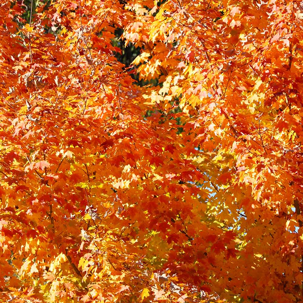 Sugar Maple Tree 5 Sugar Maple Tree