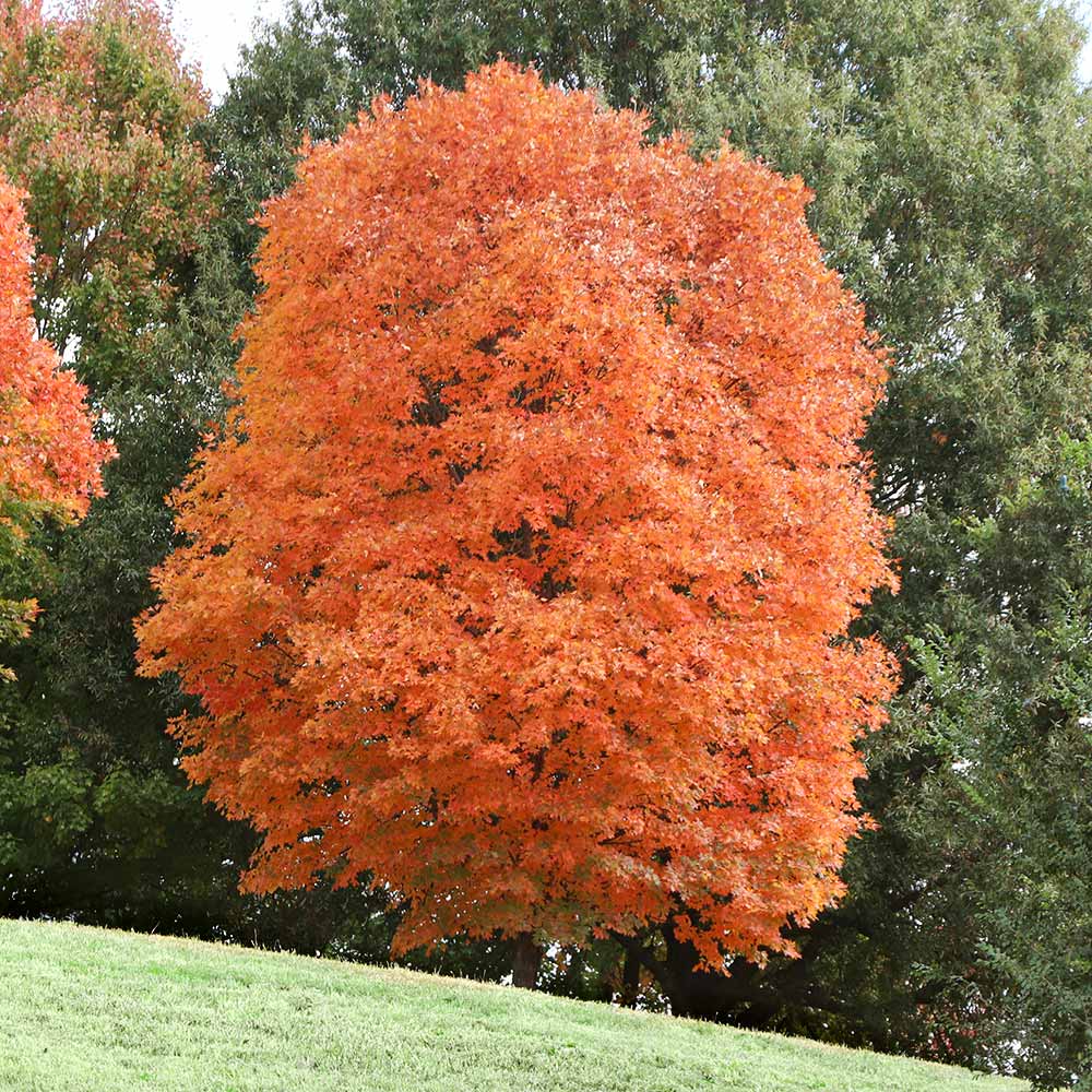 Sugar Maple Tree 6 Sugar Maple Tree