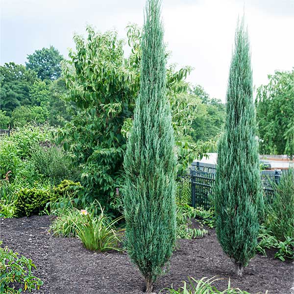 Blue Arrow Juniper Shrub 1 Blue Arrow Juniper Shrub