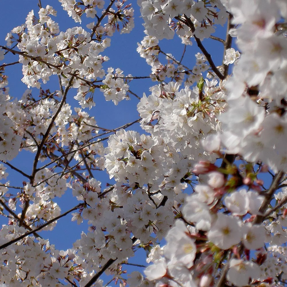 Yoshino Cherry Tree 3 Yoshino Cherry Tree