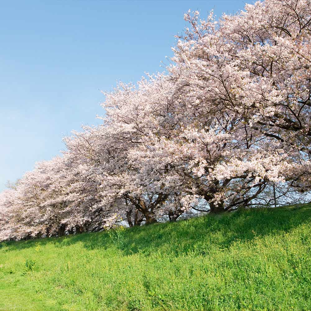 Yoshino Cherry Tree 4 Yoshino Cherry Tree