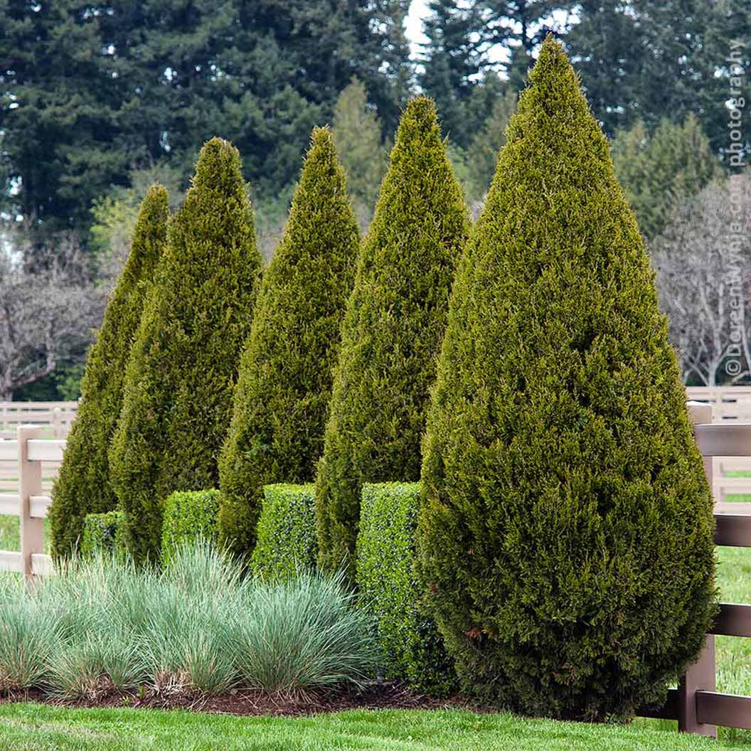Spartan Juniper Tree 3 Spartan Juniper Tree