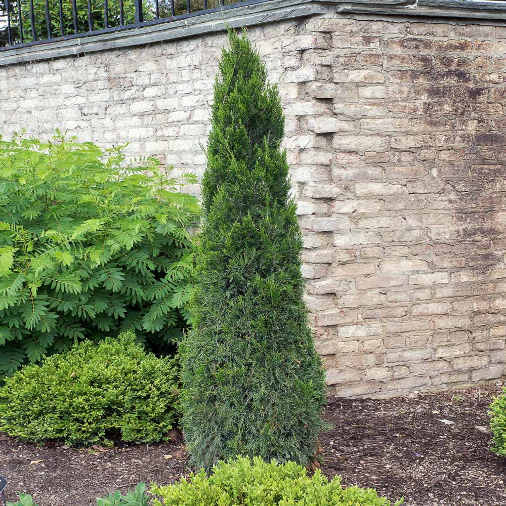 Spartan Juniper Tree 4 Spartan Juniper Tree