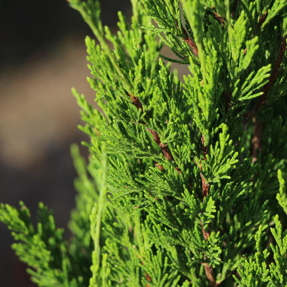 Spartan Juniper Tree 5 Spartan Juniper Tree