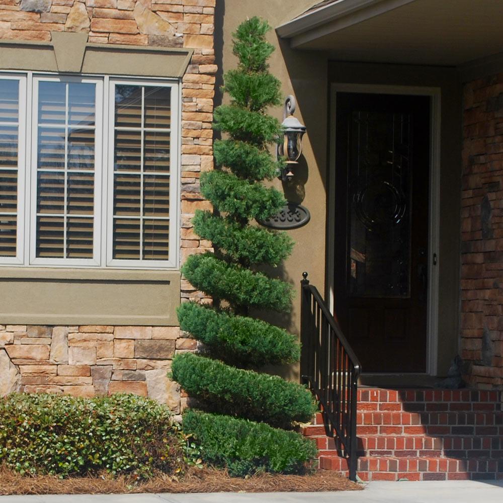 Spartan Juniper Tree 6 Spartan Juniper Tree