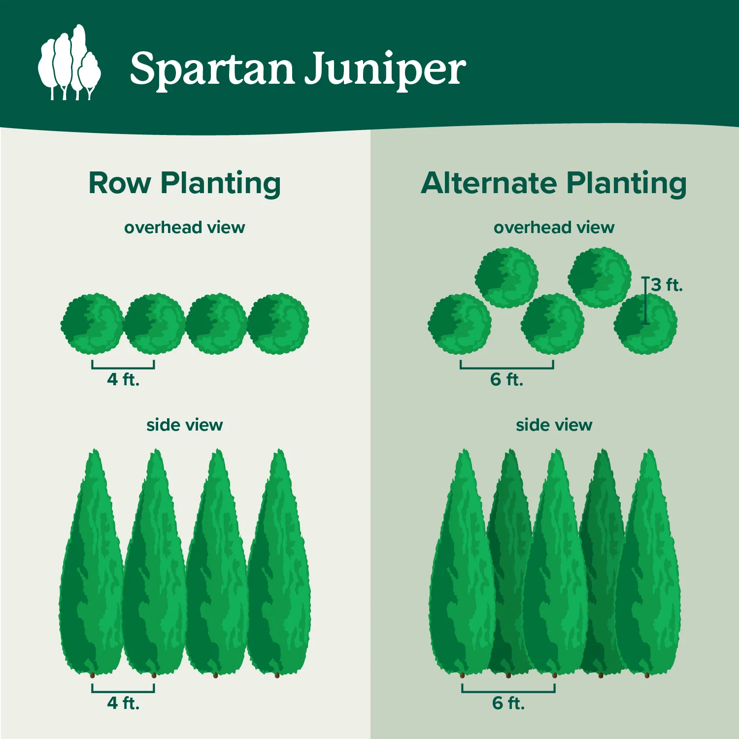 Spartan Juniper Tree 7 Spartan Juniper Tree