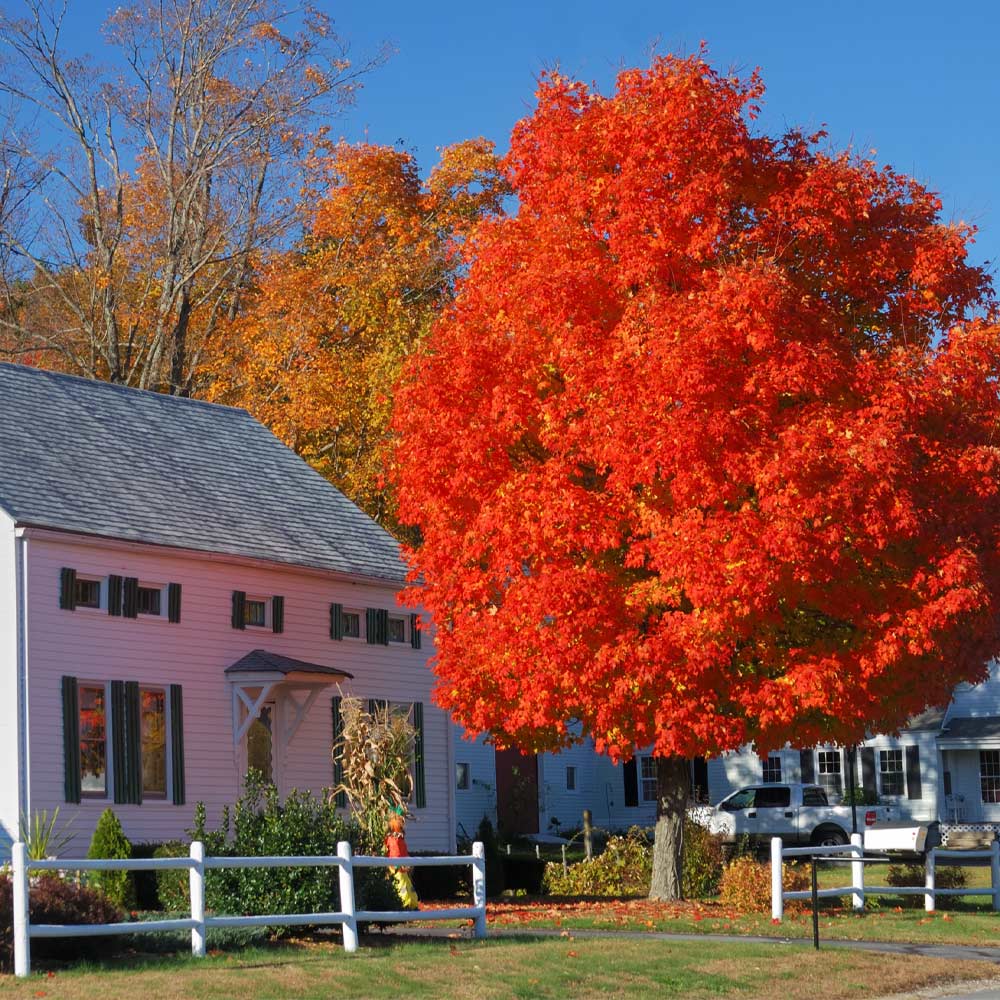Autumn Blaze® Red Maple Tree 2 Autumn Blaze® Red Maple Tree
