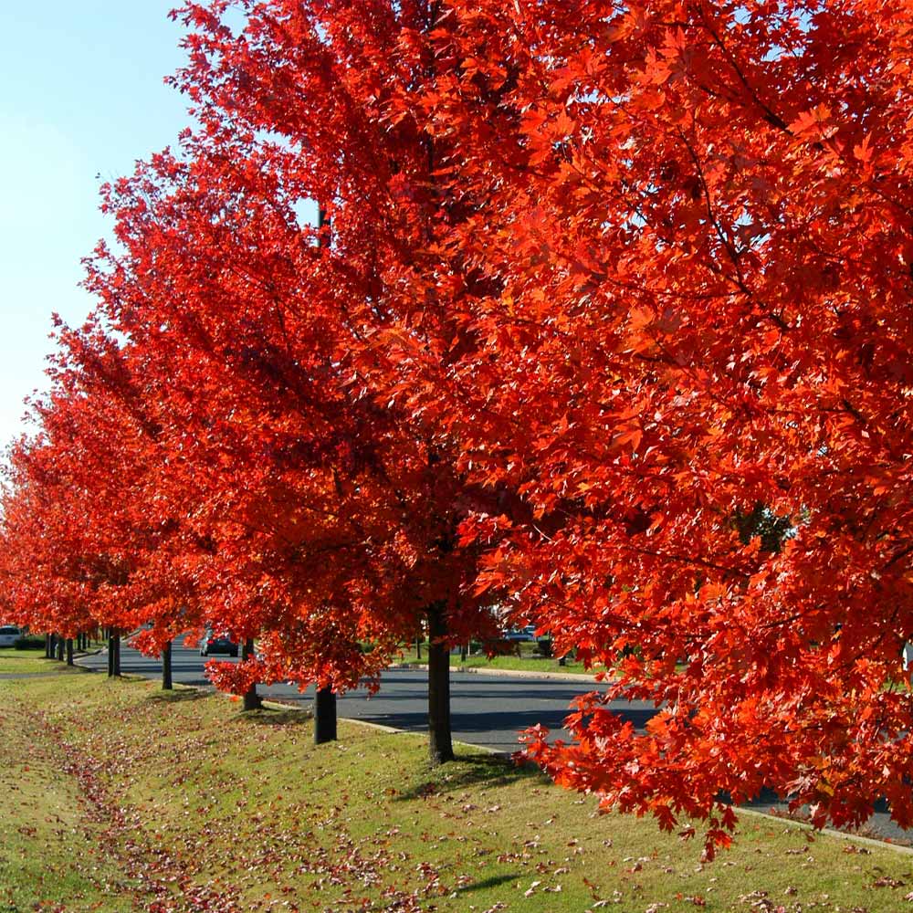 Autumn Blaze® Red Maple Tree 3 Autumn Blaze® Red Maple Tree