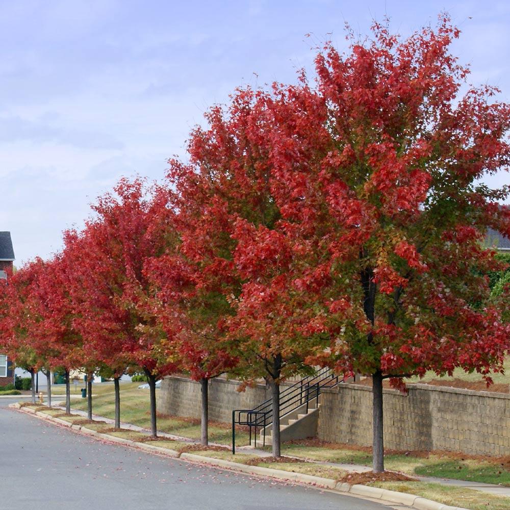 Autumn Blaze® Red Maple Tree 4 Autumn Blaze® Red Maple Tree