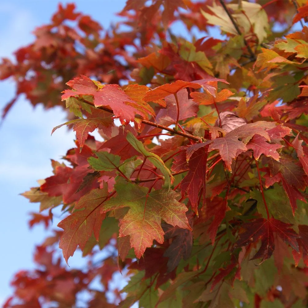 Autumn Blaze® Red Maple Tree 5 Autumn Blaze® Red Maple Tree