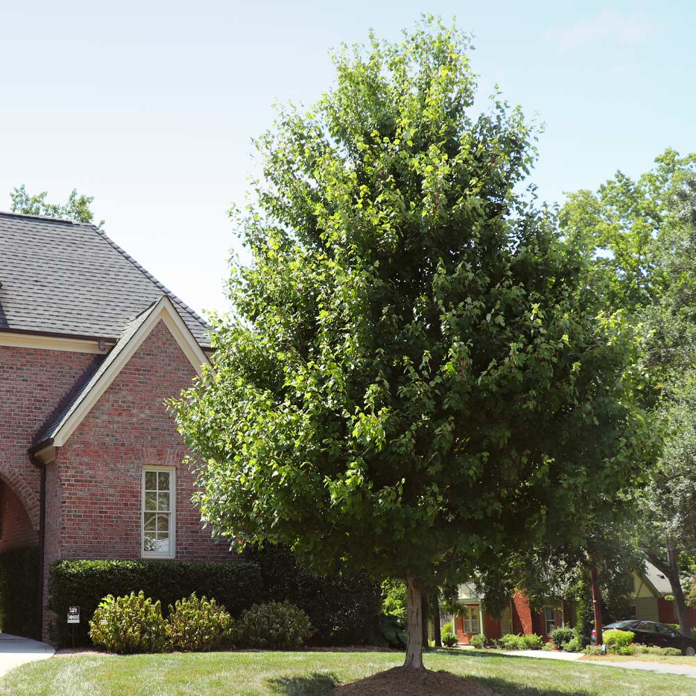Autumn Blaze® Red Maple Tree 6 Autumn Blaze® Red Maple Tree