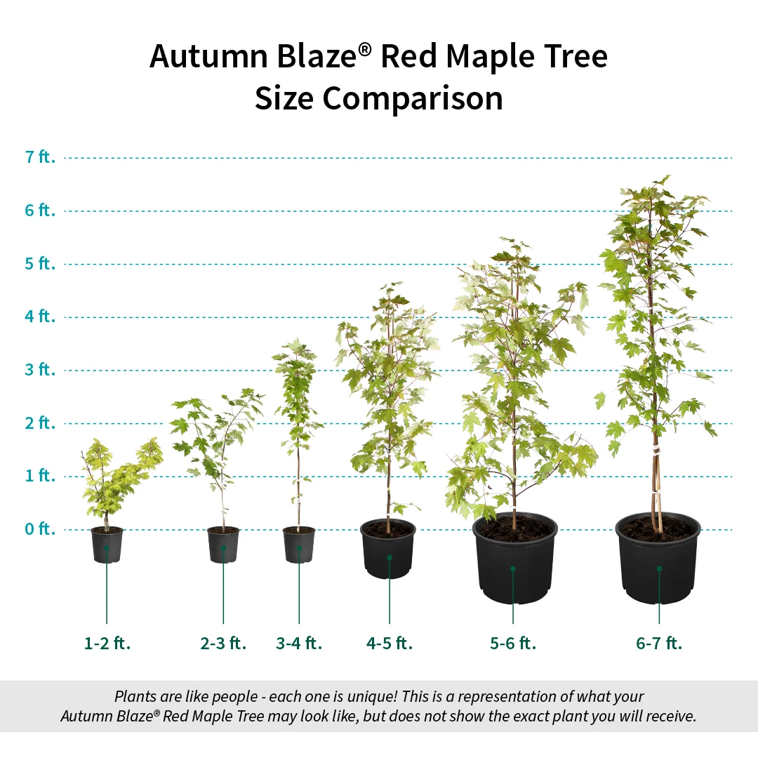 Autumn Blaze® Red Maple Tree 7 Autumn Blaze® Red Maple Tree