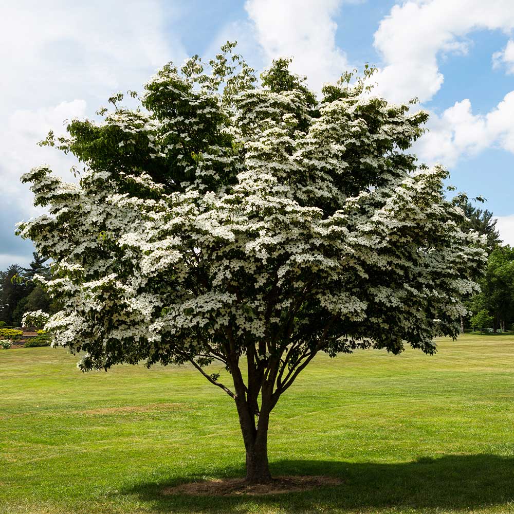 White Kousa Dogwood Tree