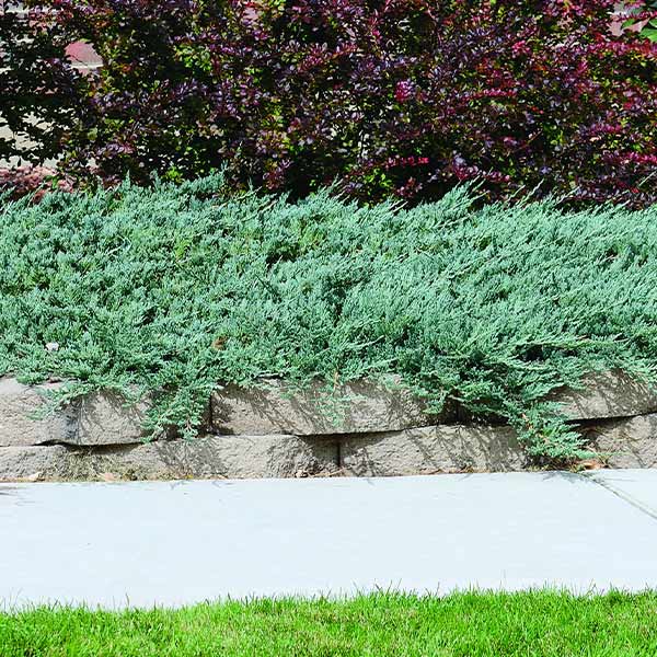 Blue Rug Juniper Groundcover Tree 1 Blue Rug Juniper Groundcover Tree