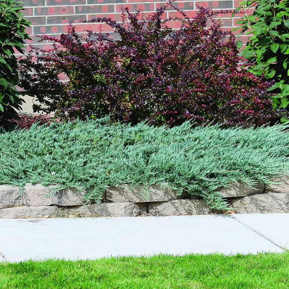 Blue Rug Juniper Groundcover Tree 2 Blue Rug Juniper Groundcover Tree