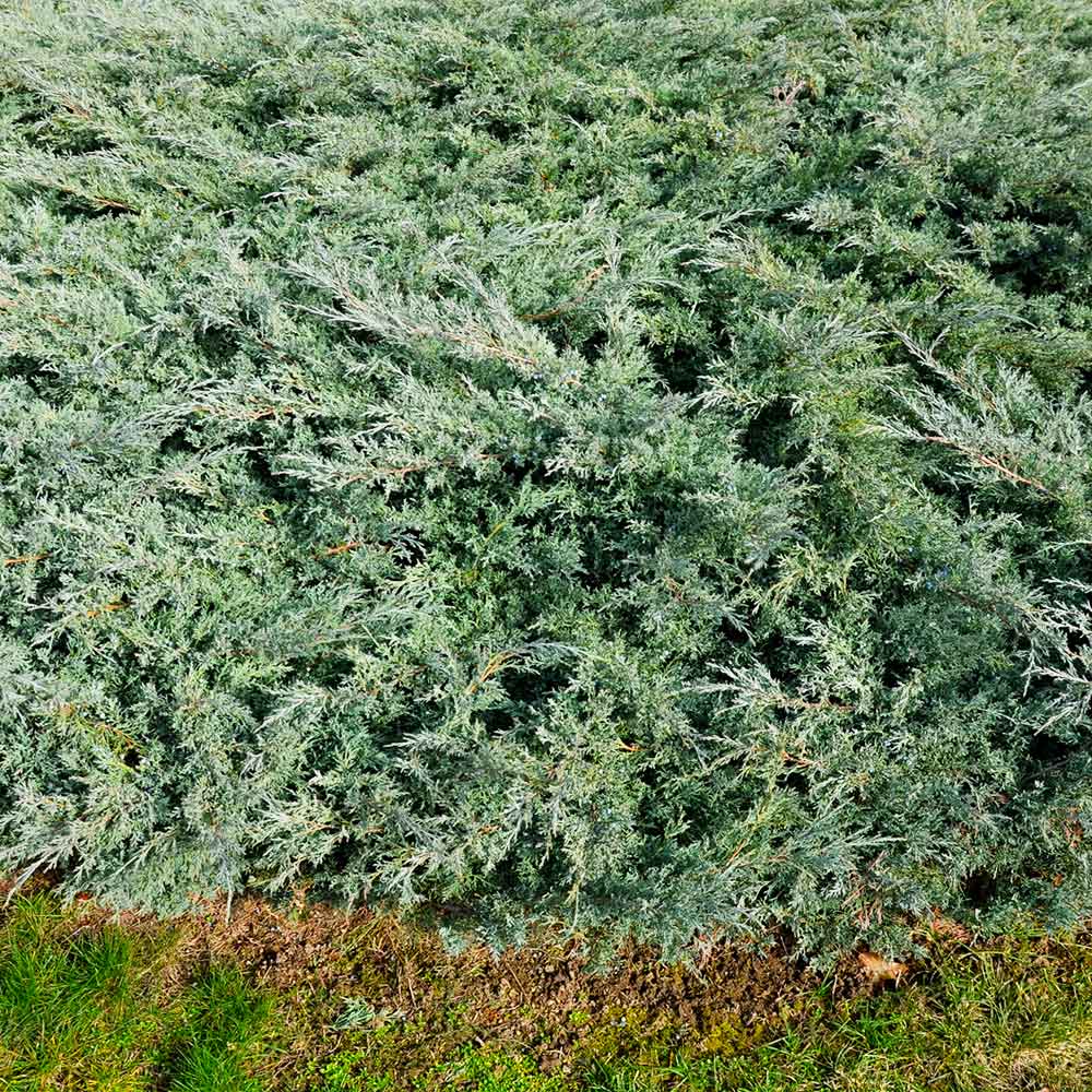 Blue Rug Juniper Groundcover Tree 3 Blue Rug Juniper Groundcover Tree
