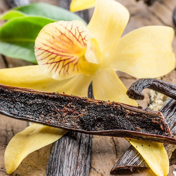 Vanilla Bean Plant
