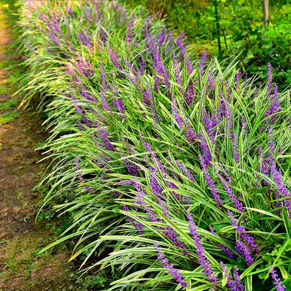 Variegated Liriope Plant 1 Variegated Liriope Plant