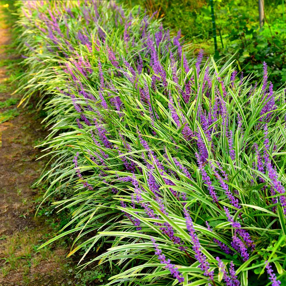 Variegated Liriope Plant 2 Variegated Liriope Plant