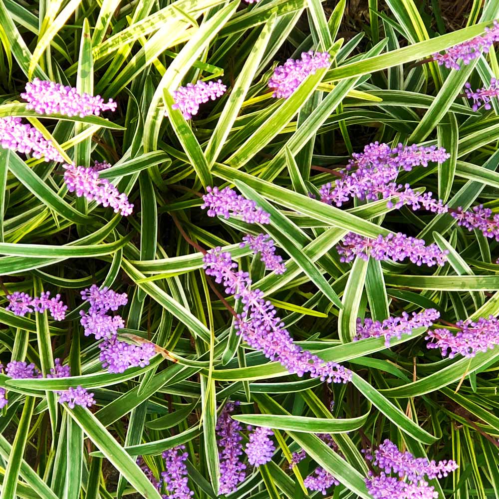 Variegated Liriope Plant 3 Variegated Liriope Plant