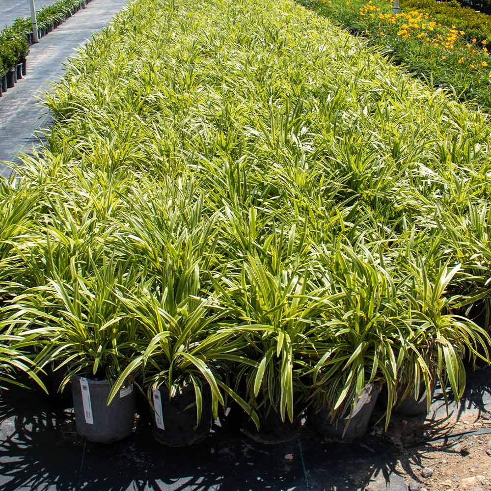 Variegated Liriope Plant 4 Variegated Liriope Plant