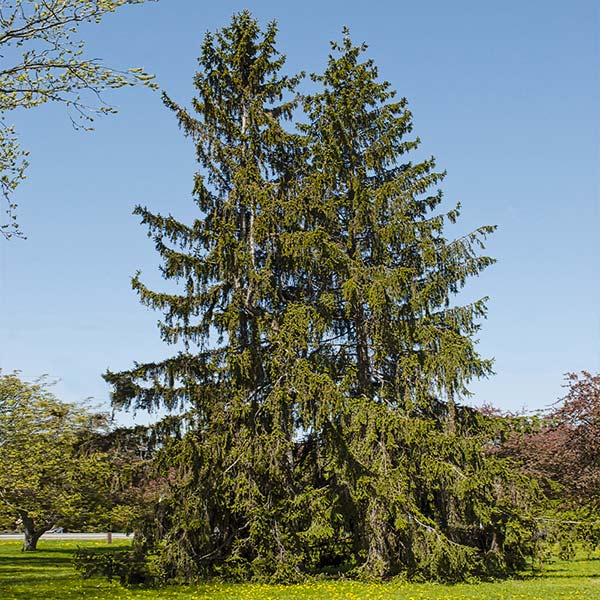 Norway Spruce Tree 1 Norway Spruce Tree