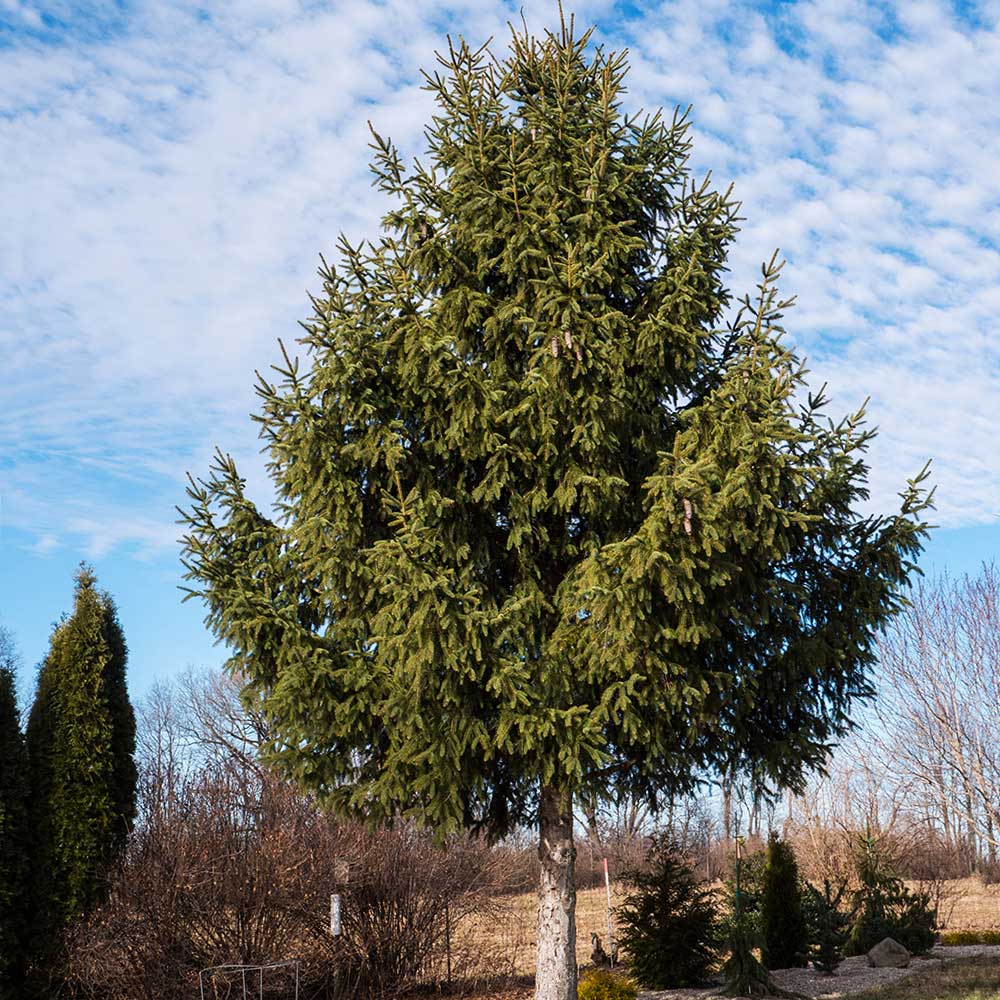 Norway Spruce Tree 3 Norway Spruce Tree