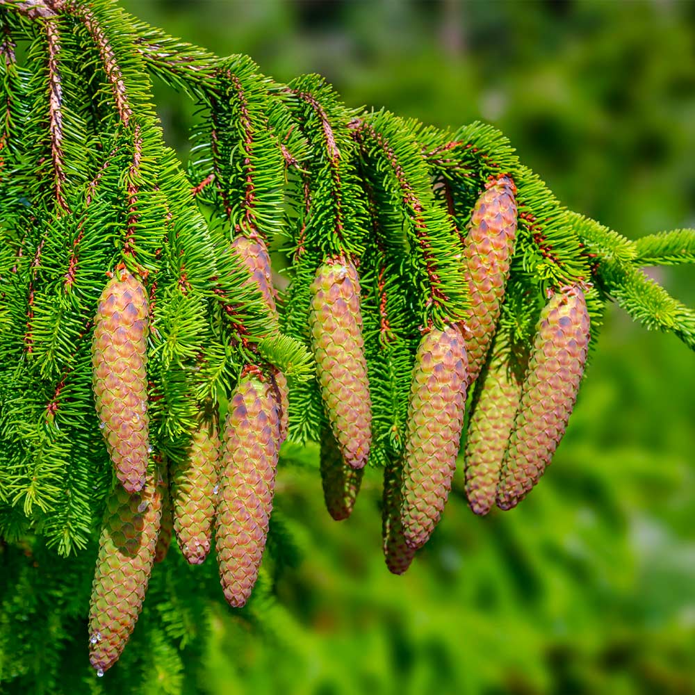 Norway Spruce Tree 4 Norway Spruce Tree