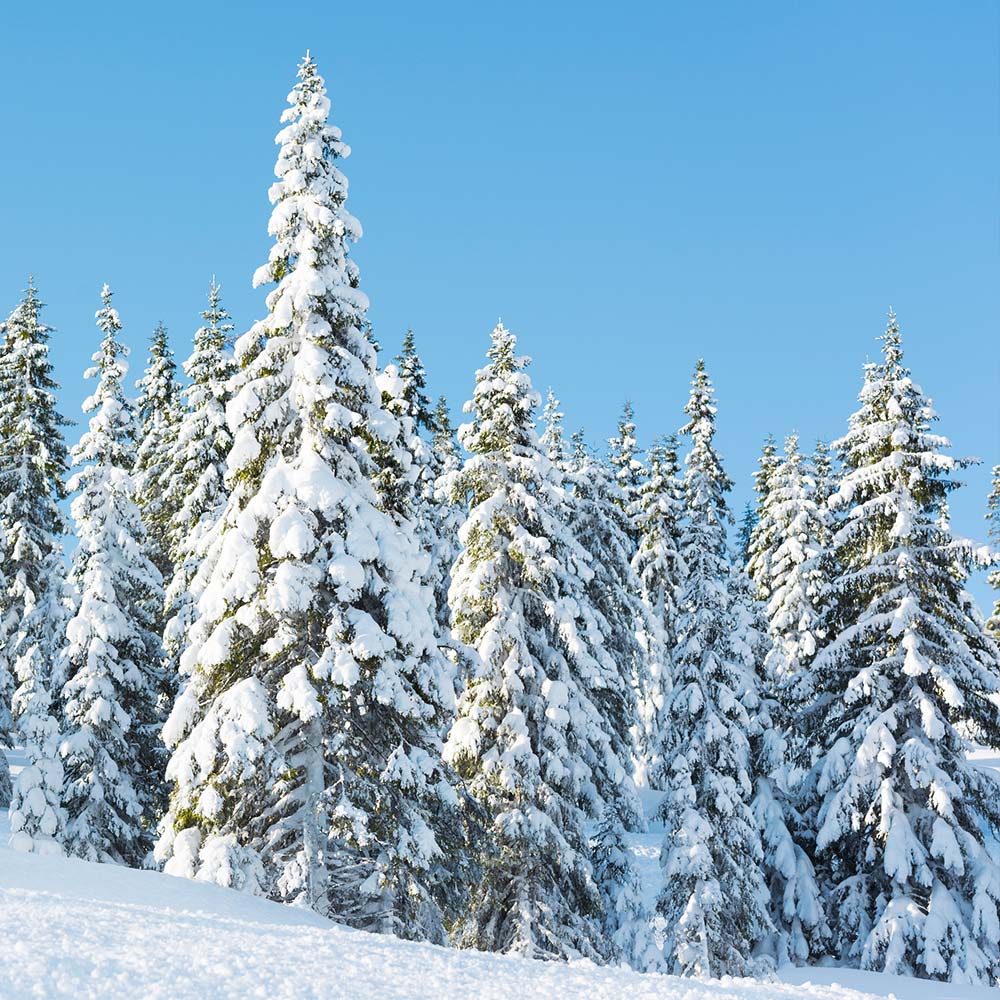 Norway Spruce Tree 5 Norway Spruce Tree