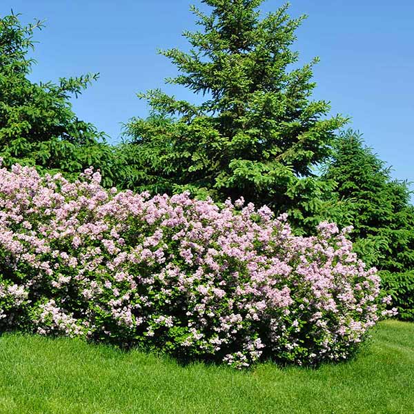 Miss Kim Lilac Shrub 1 Miss Kim Lilac Shrub