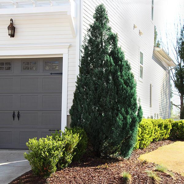 Southern Living® Blue Point Juniper Tree