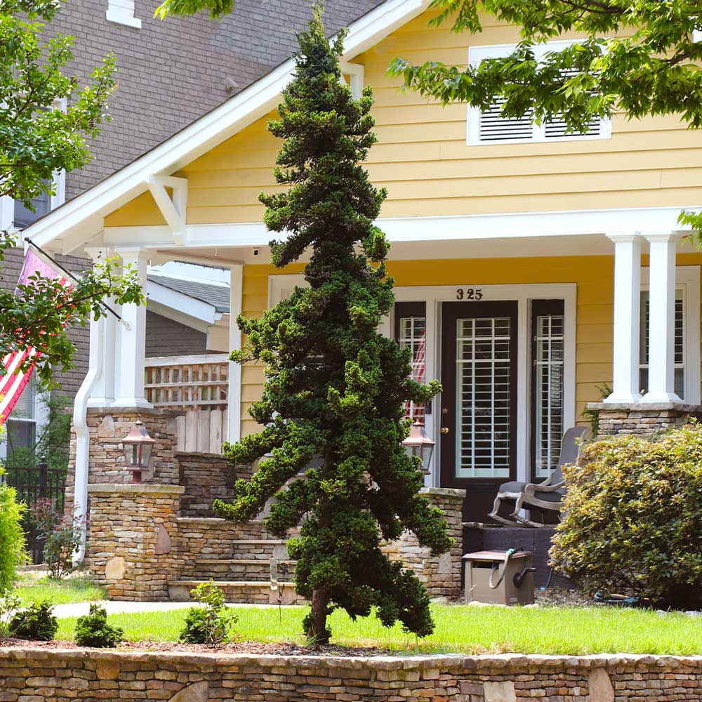 Slender Hinoki Cypress Tree 3 Slender Hinoki Cypress Tree