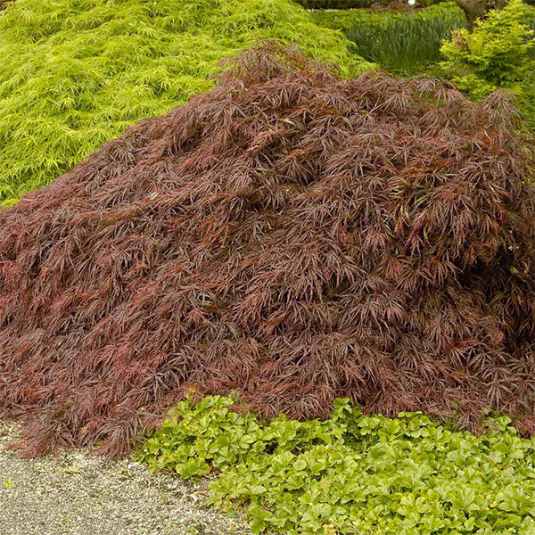 Crimson Queen Japanese Maple Tree 3 Crimson Queen Japanese Maple Tree