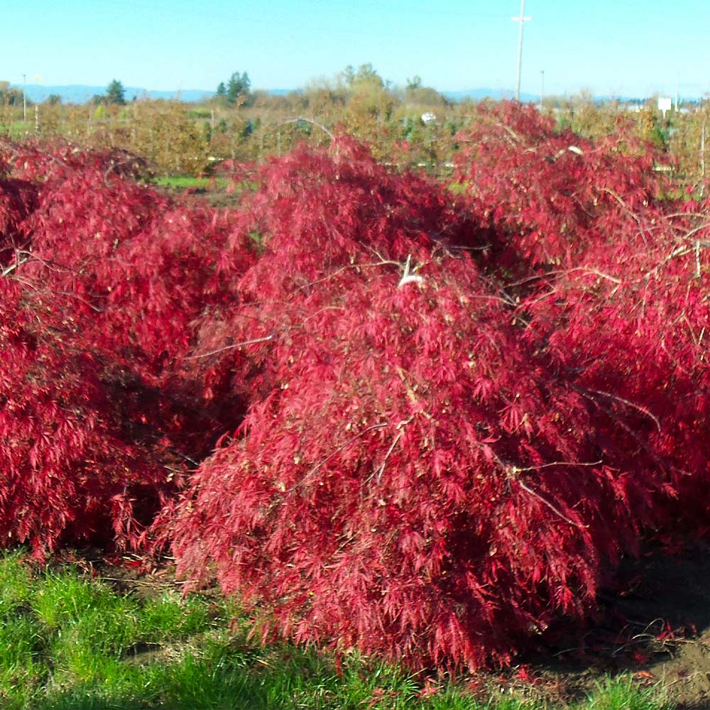 Crimson Queen Japanese Maple Tree 4 Crimson Queen Japanese Maple Tree