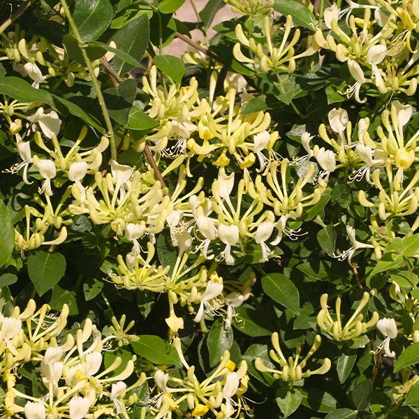 Proven Winners® Scentsation Honeysuckle Vine 1 Proven Winners® Scentsation Honeysuckle Vine