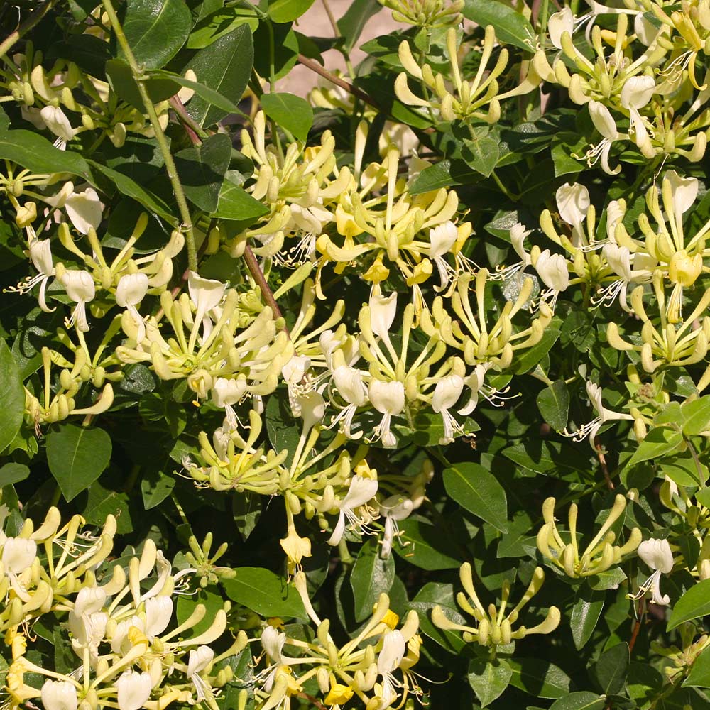 Proven Winners® Scentsation Honeysuckle Vine 2 Proven Winners® Scentsation Honeysuckle Vine