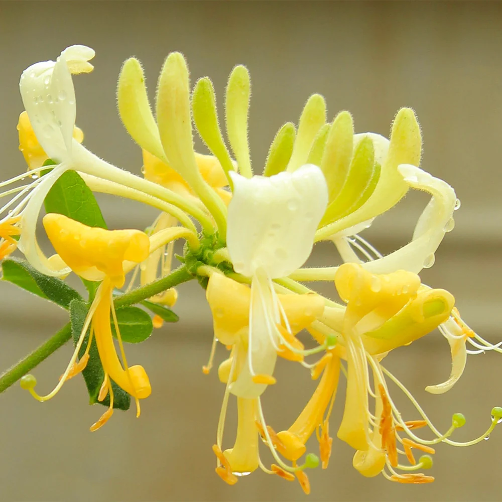 Proven Winners® Scentsation Honeysuckle Vine 3 Proven Winners® Scentsation Honeysuckle Vine