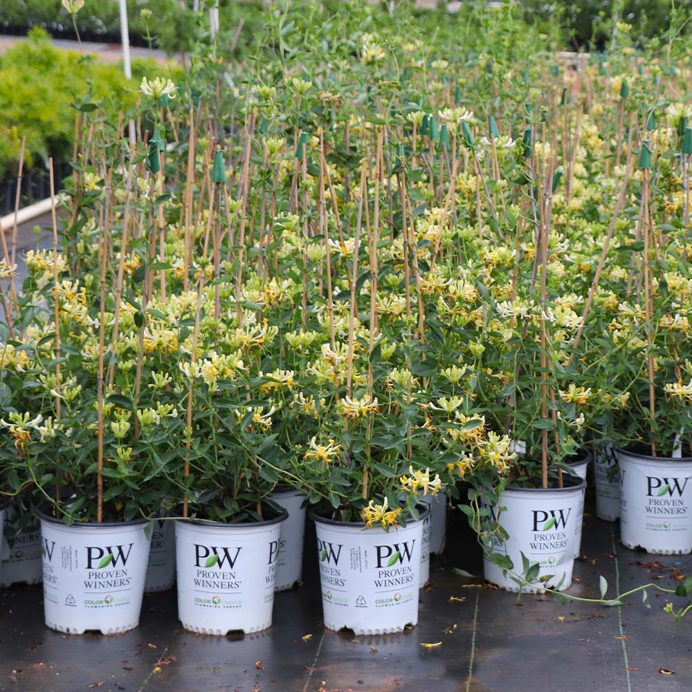 Proven Winners® Scentsation Honeysuckle Vine 4 Proven Winners® Scentsation Honeysuckle Vine