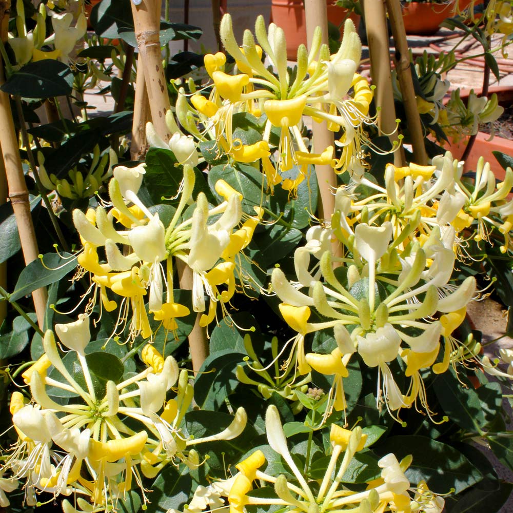 Proven Winners® Scentsation Honeysuckle Vine 5 Proven Winners® Scentsation Honeysuckle Vine