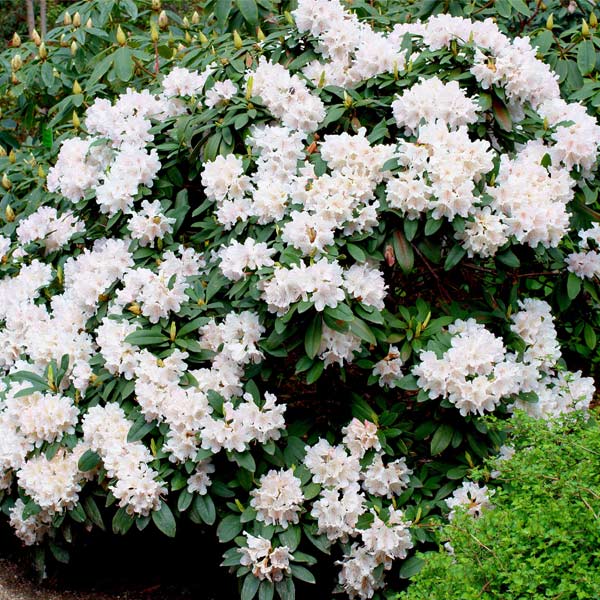White Rhododendron Shrub