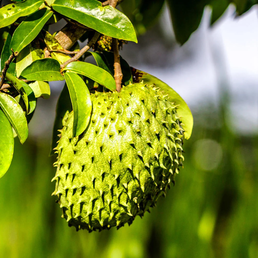 Soursop 'Guanabana' Tree 2 Soursop 'Guanabana' Tree