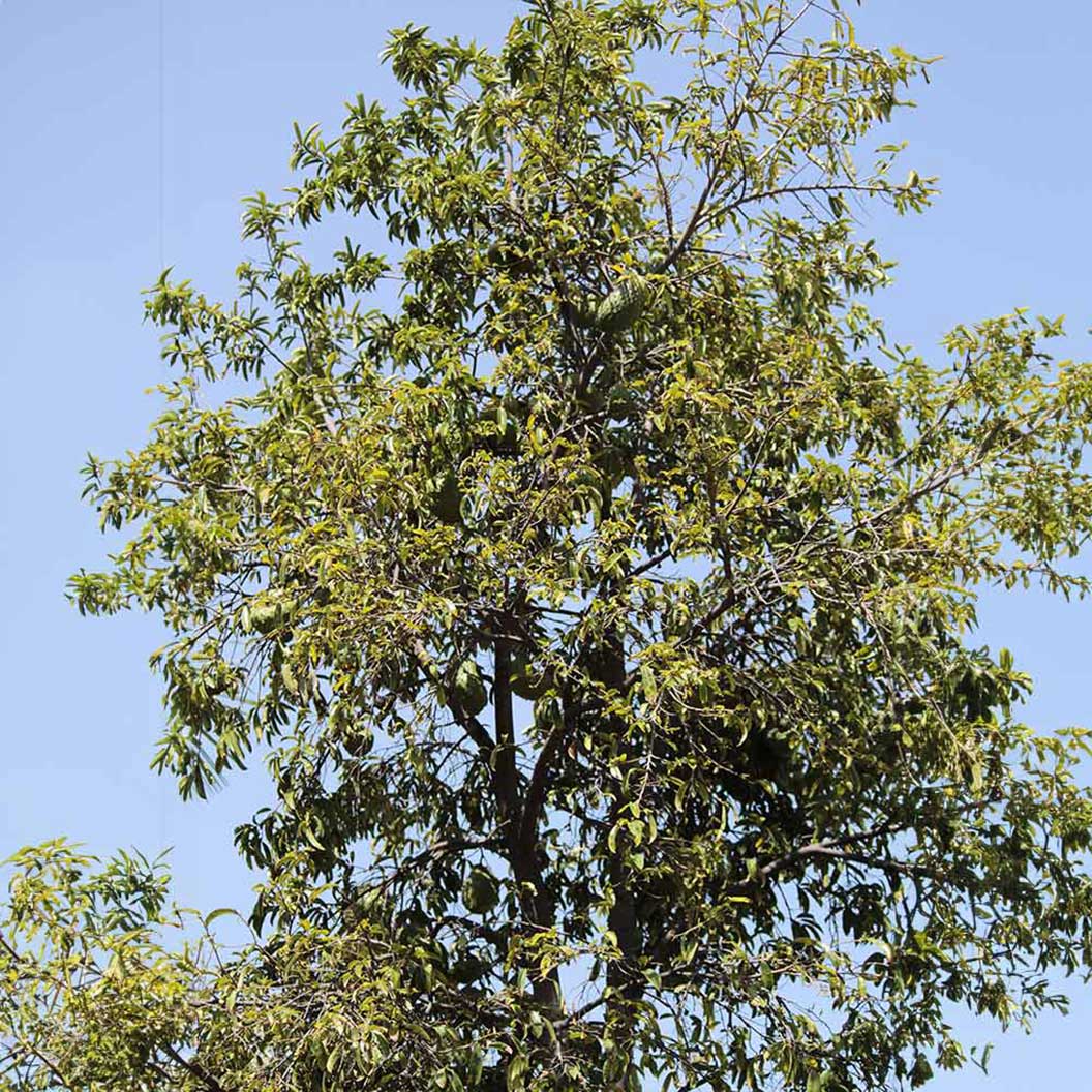Soursop 'Guanabana' Tree 3 Soursop 'Guanabana' Tree
