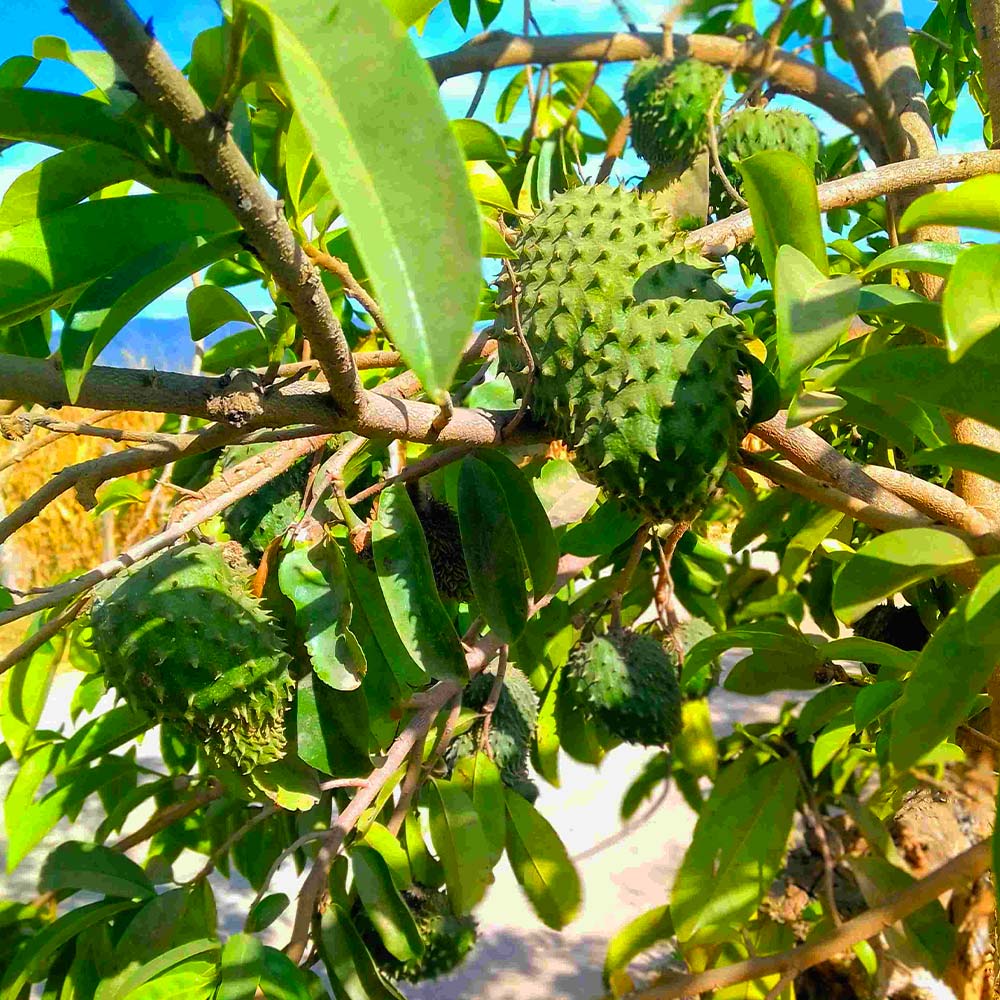 Soursop 'Guanabana' Tree 4 Soursop 'Guanabana' Tree