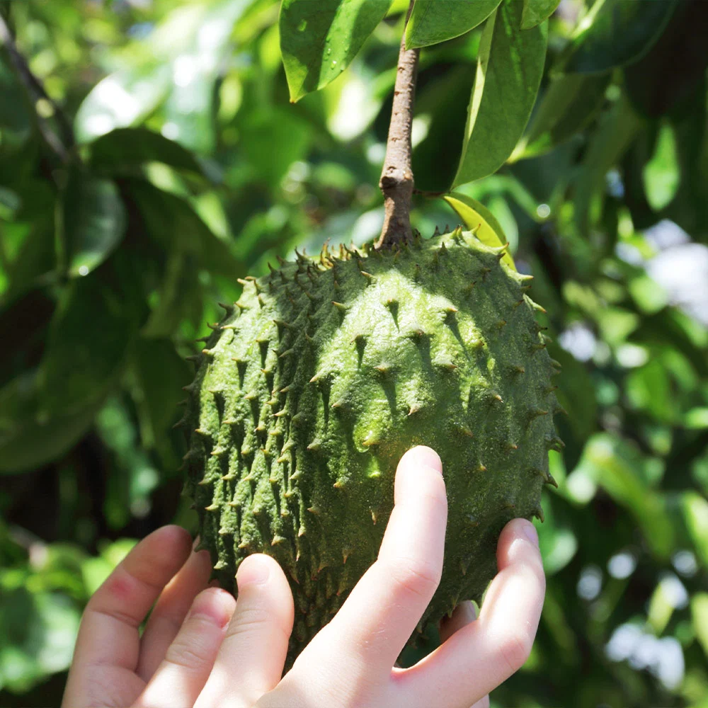 Soursop 'Guanabana' Tree 7 Soursop 'Guanabana' Tree