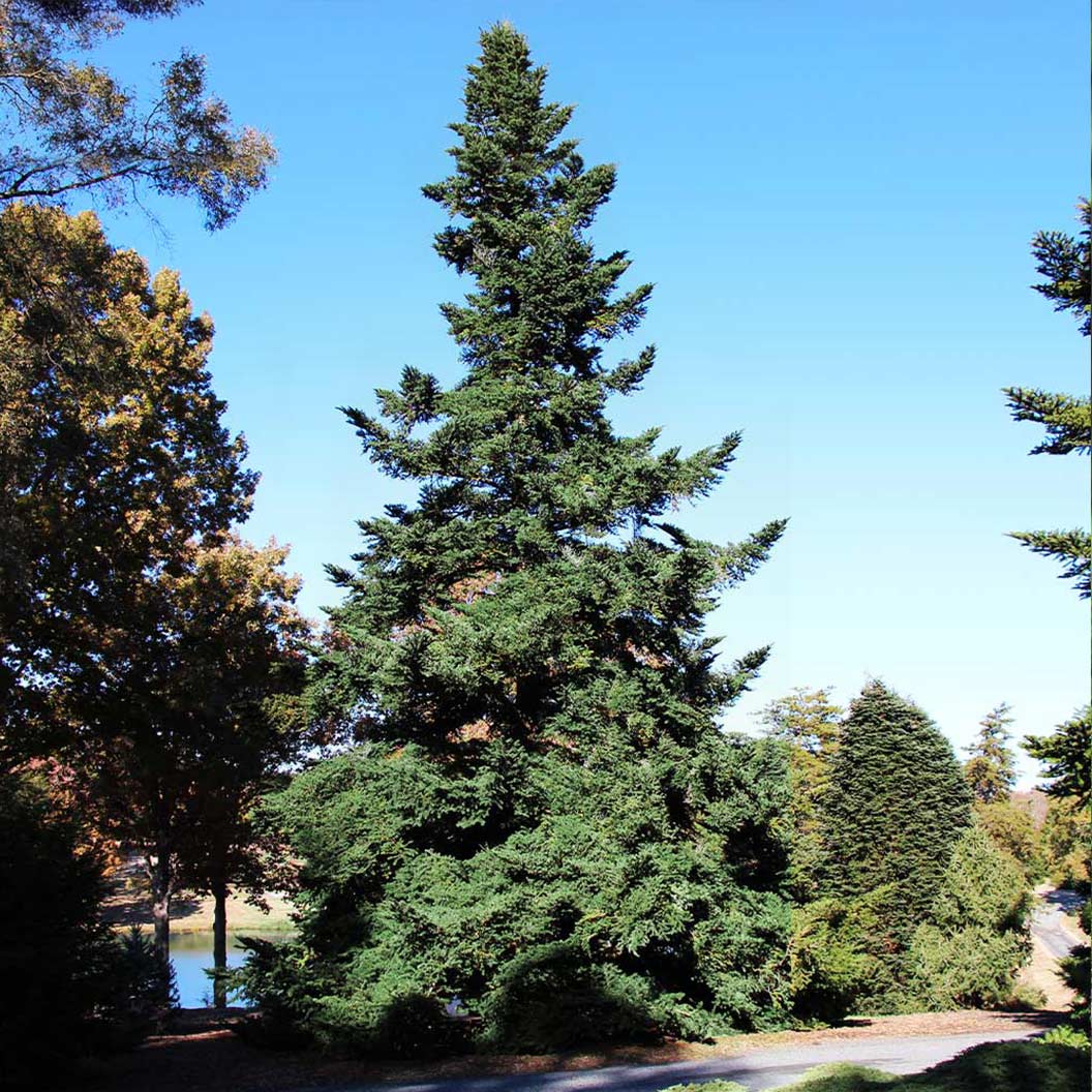 Douglas Fir Tree 3 Douglas Fir Tree