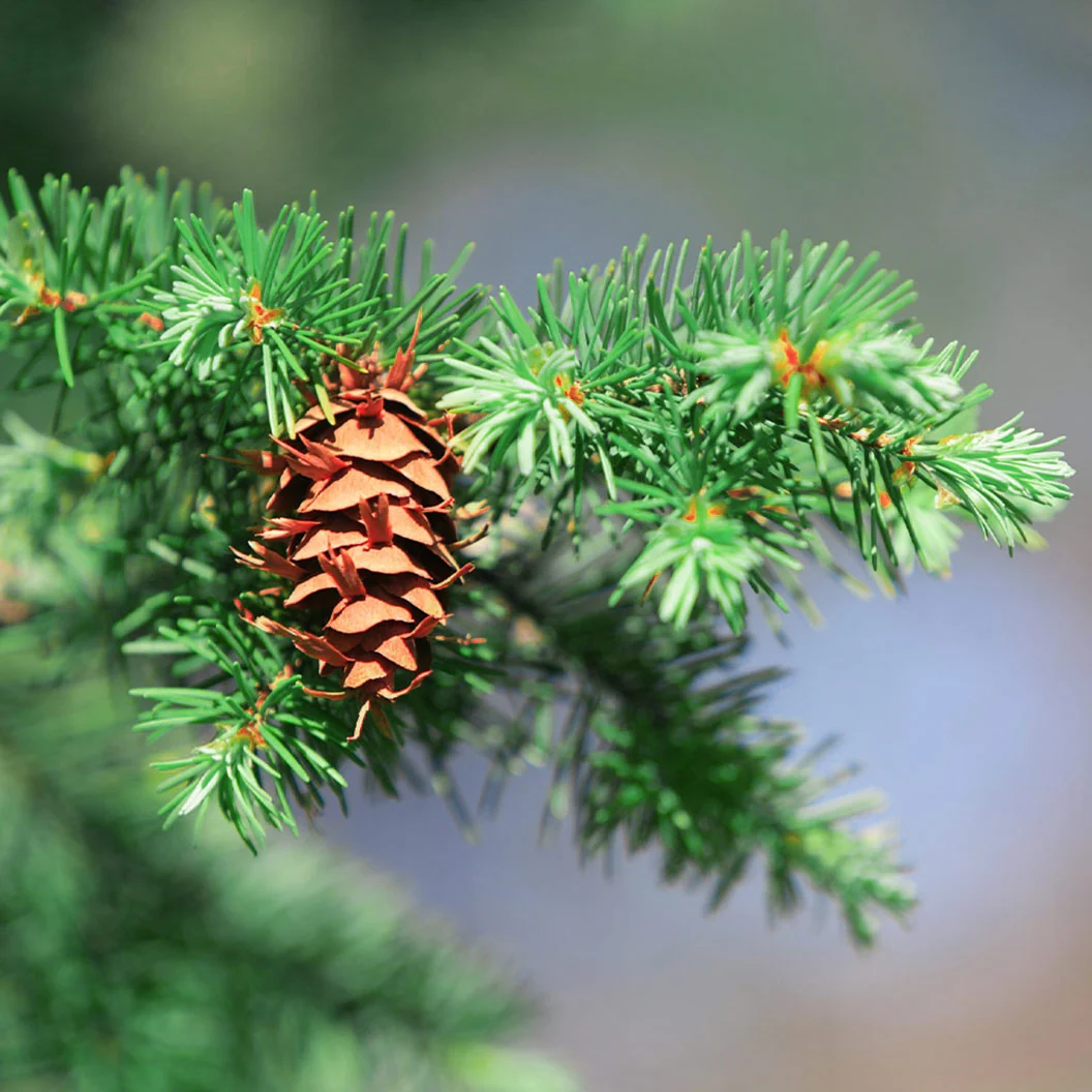 Douglas Fir Tree 4 Douglas Fir Tree